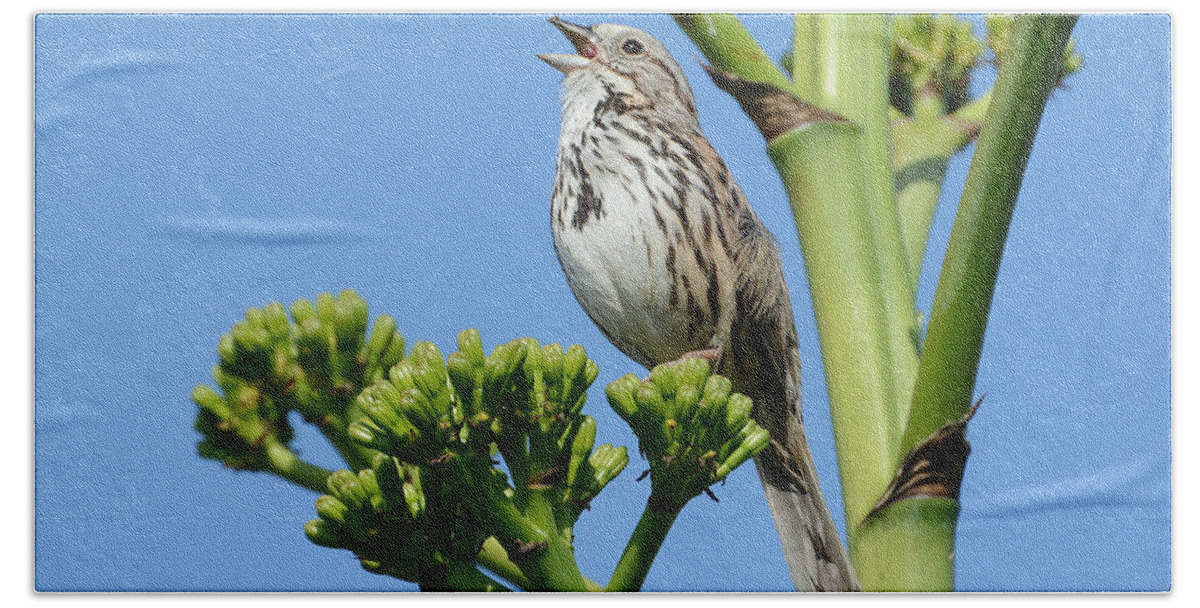 Song Sparrow Bath Towel featuring the photograph Sing A Song by Fraida Gutovich