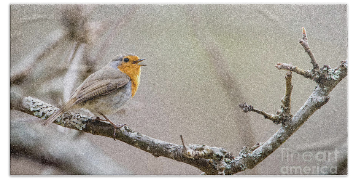 Singing Robin Bath Towel featuring the photograph Singing Robin by Torbjorn Swenelius