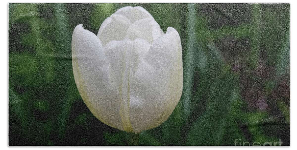 Tulip Bath Towel featuring the photograph Single Plain White Blooming Tulip Flower Blossom by DejaVu Designs