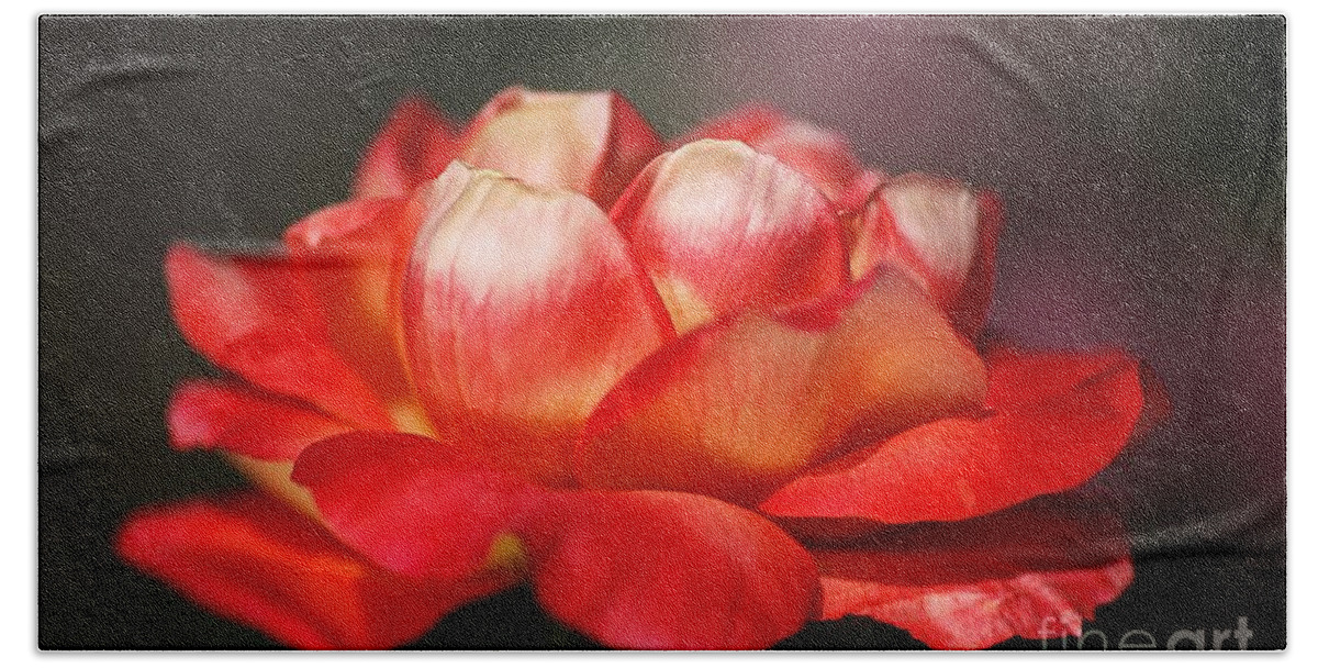 Rose Hand Towel featuring the photograph Single Red and Orange Rose by Joy Watson