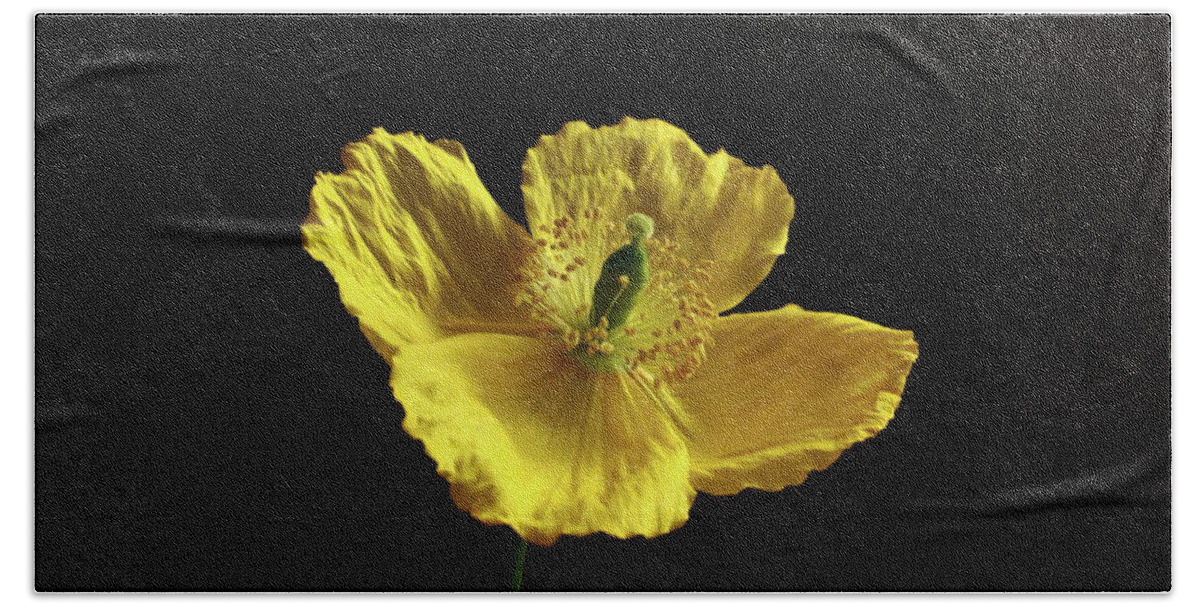 Welsh Bath Towel featuring the photograph Single Welsh Poppy by Jeff Townsend