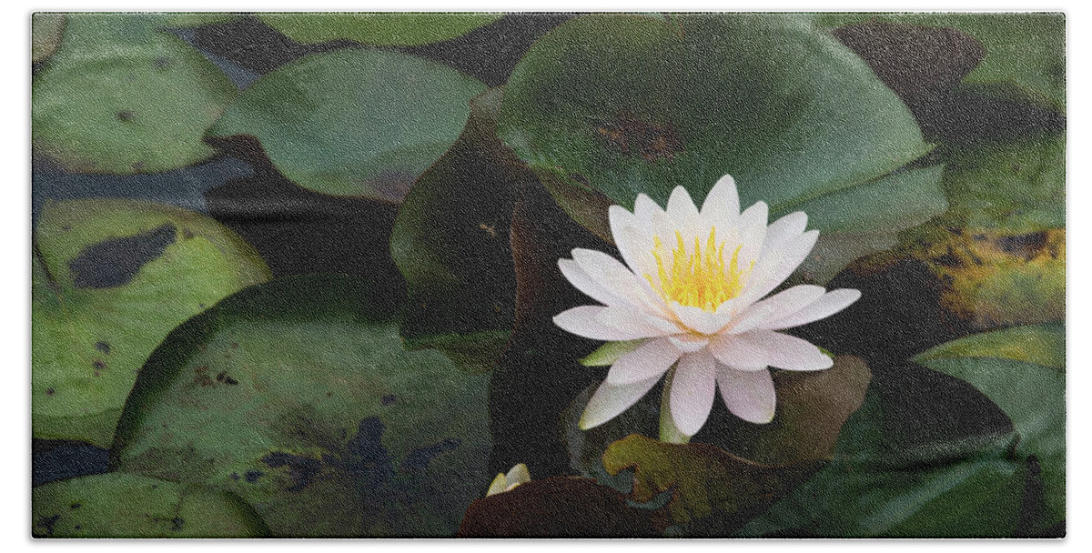 Bloom Bath Towel featuring the photograph Single White Pristine Lotus Lily by Dennis Dame
