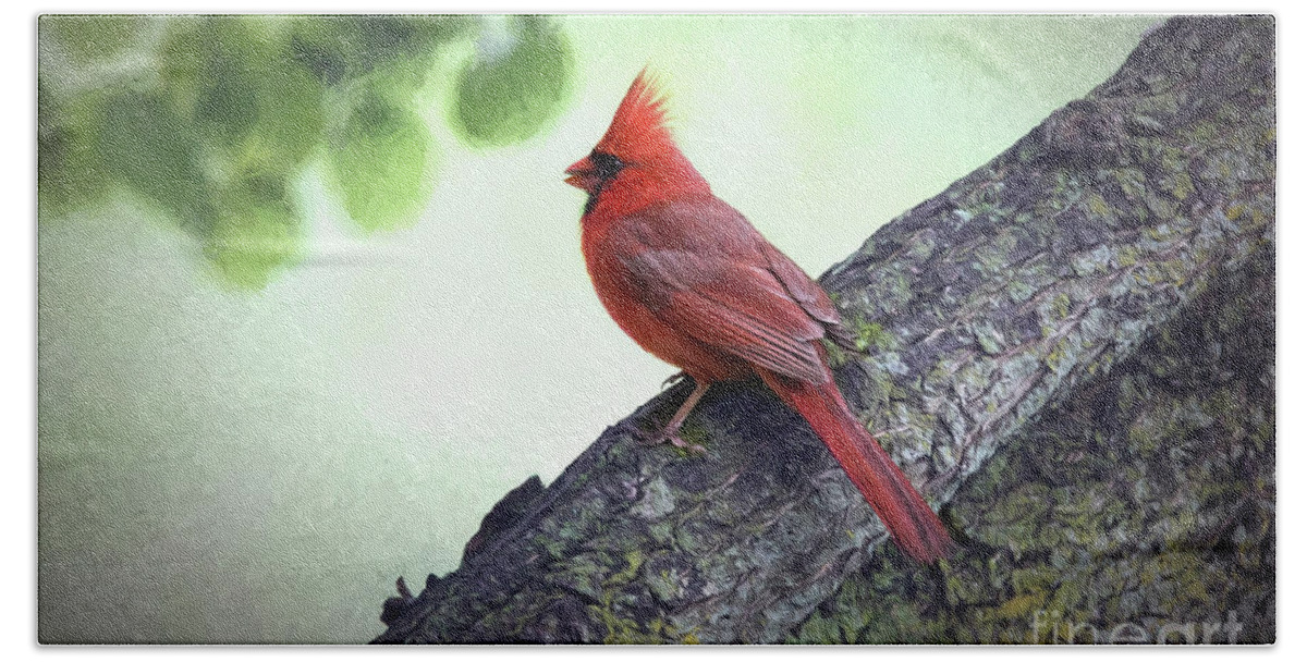 Cardinal Hand Towel featuring the photograph Sir Cardinal by Sharon McConnell
