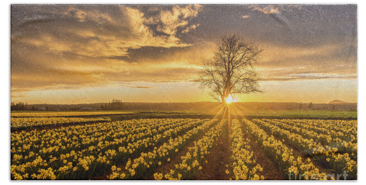 Daffodils Hand Towel featuring the photograph Skagit Valley Daffodils Sunset by Mike Reid