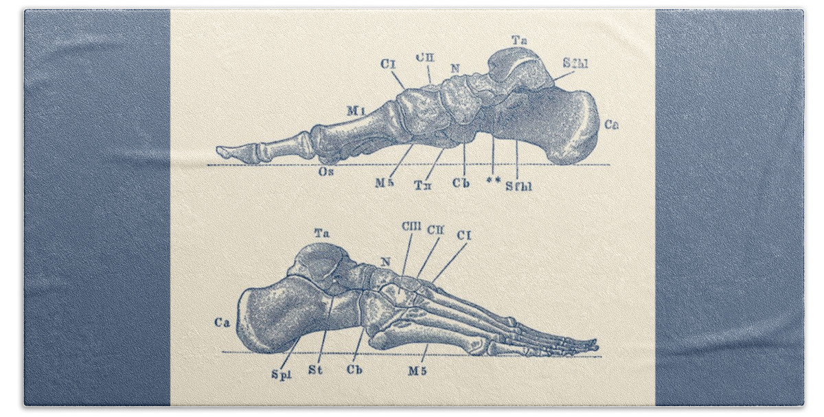 Skeleton Hand Towel featuring the drawing Skeletal Foot Diagram - Dual View - Anatomy Print by Vintage Anatomy Prints