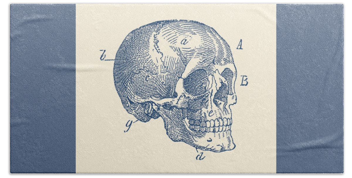 Skeleton Bath Towel featuring the drawing Skull Diagram - Vintage Anatomy Poster by Vintage Anatomy Prints