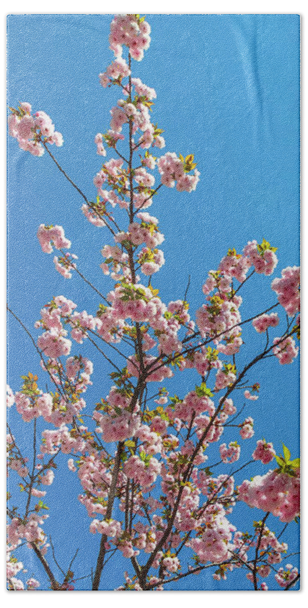 Cherry Blossom Bath Towel featuring the photograph Sky Cherry Blossom by Benny Marty