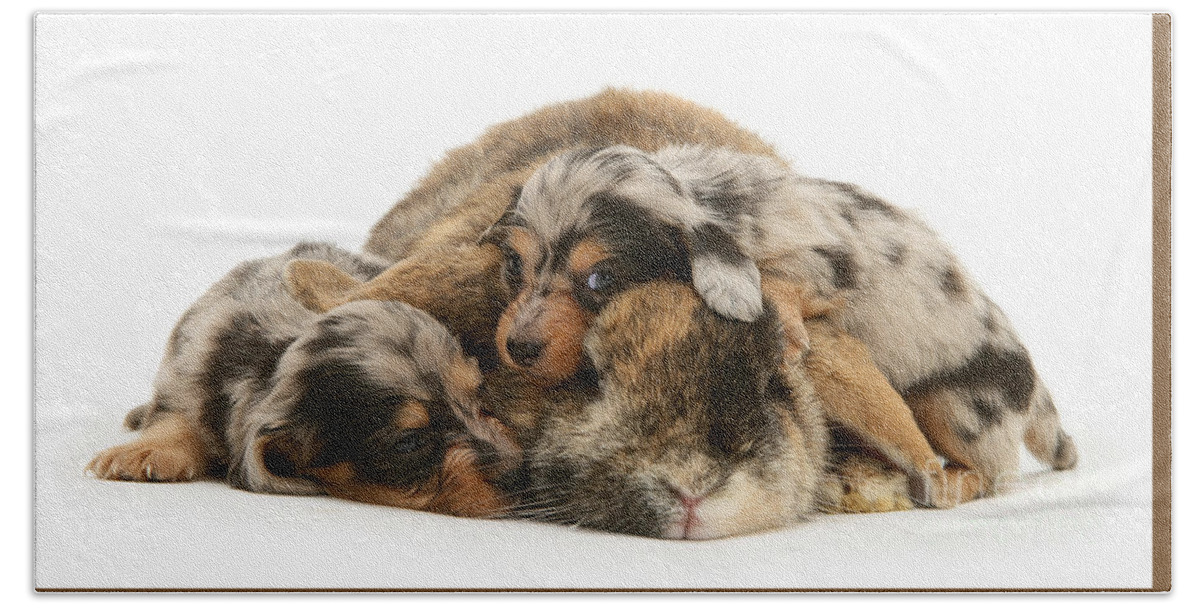Dwarf Lop Bath Towel featuring the photograph Sleep in Camouflage by Warren Photographic