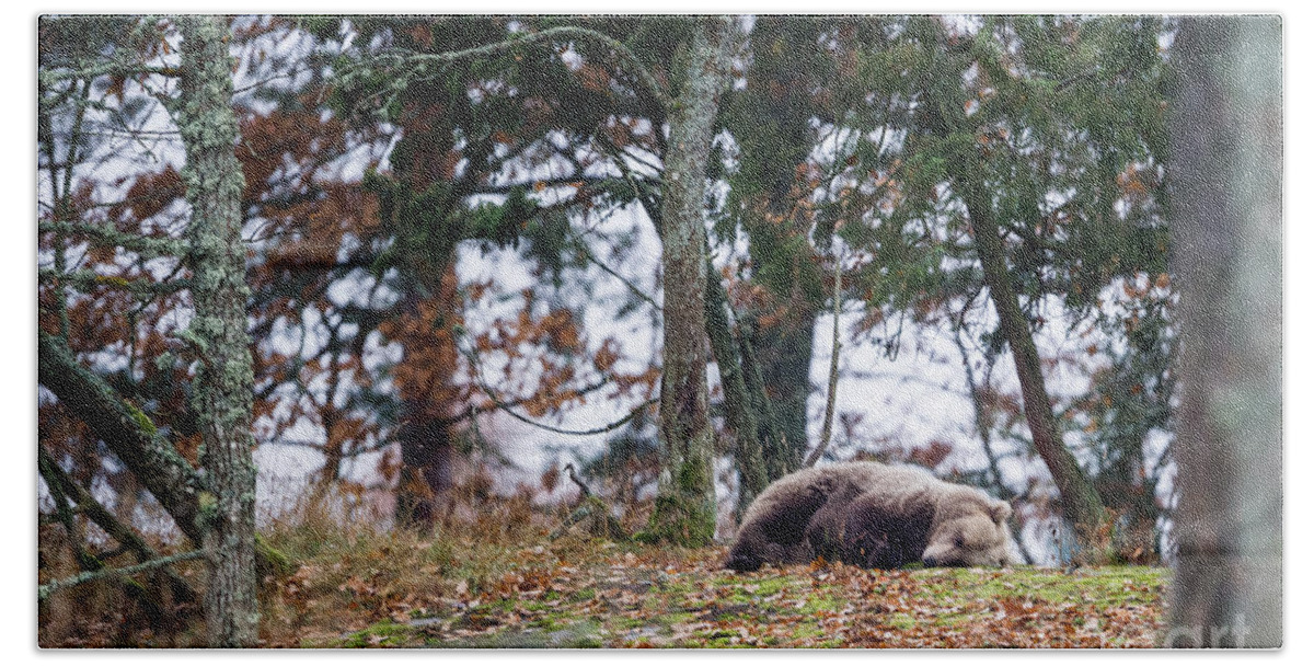 Bear Bath Towel featuring the photograph Sleeping Bear by Torbjorn Swenelius