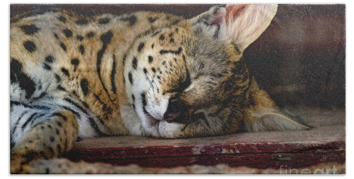 Lynx Cat Bath Towel featuring the photograph Sleeping beauty by Sam Rino