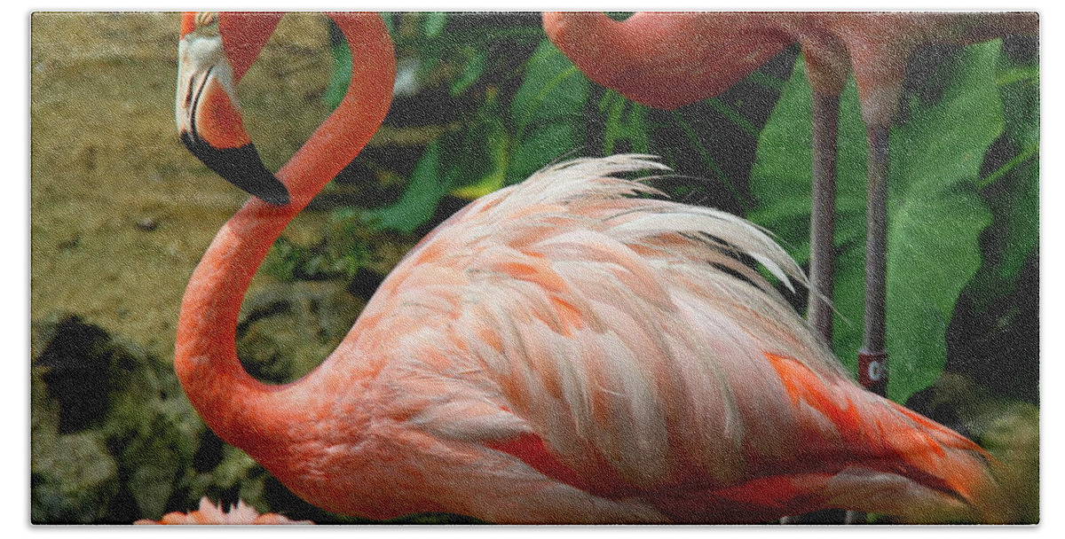 Pink Flamingo Bath Towel featuring the photograph Sleeping Flamingo by Barbara Bowen
