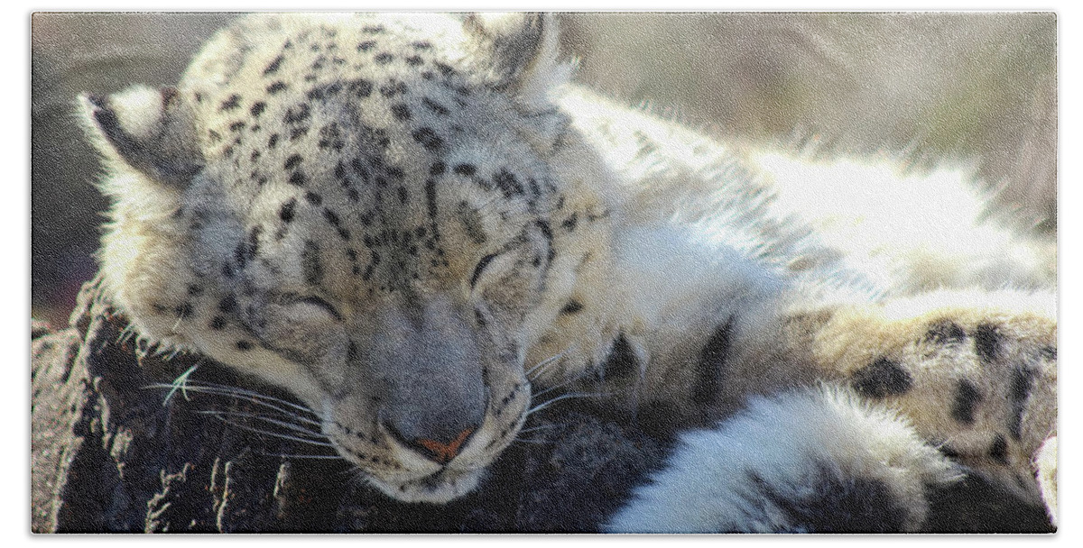 Snow Leopard Hand Towel featuring the photograph Sleeping Snow Leopard by Holly Ross