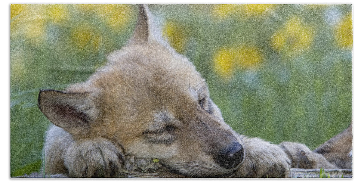 Gray Wolf Bath Towel featuring the photograph Sleepy Wolf Cub by Jean-Louis Klein & Marie-Luce Hubert