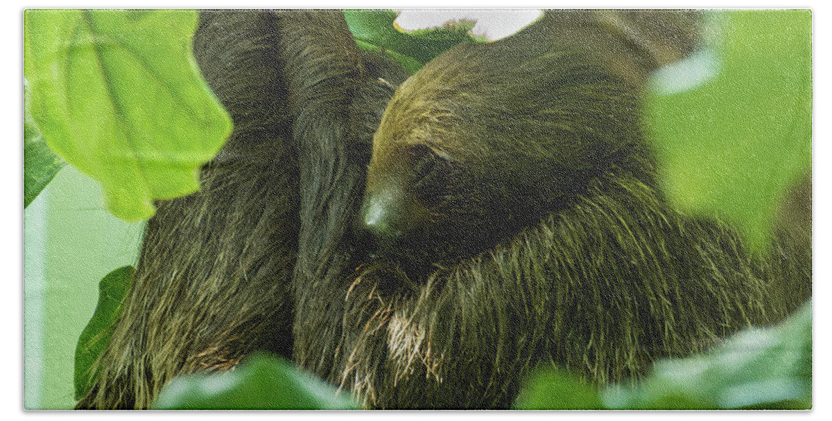 Animal Bath Towel featuring the photograph Sloth Sleeping by John Benedict