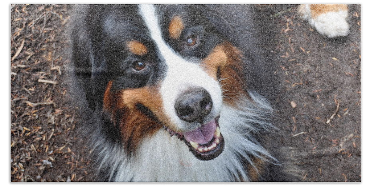 Outside Bath Towel featuring the photograph Smiling Bernese Mountain Dog by Pelo Blanco Photo