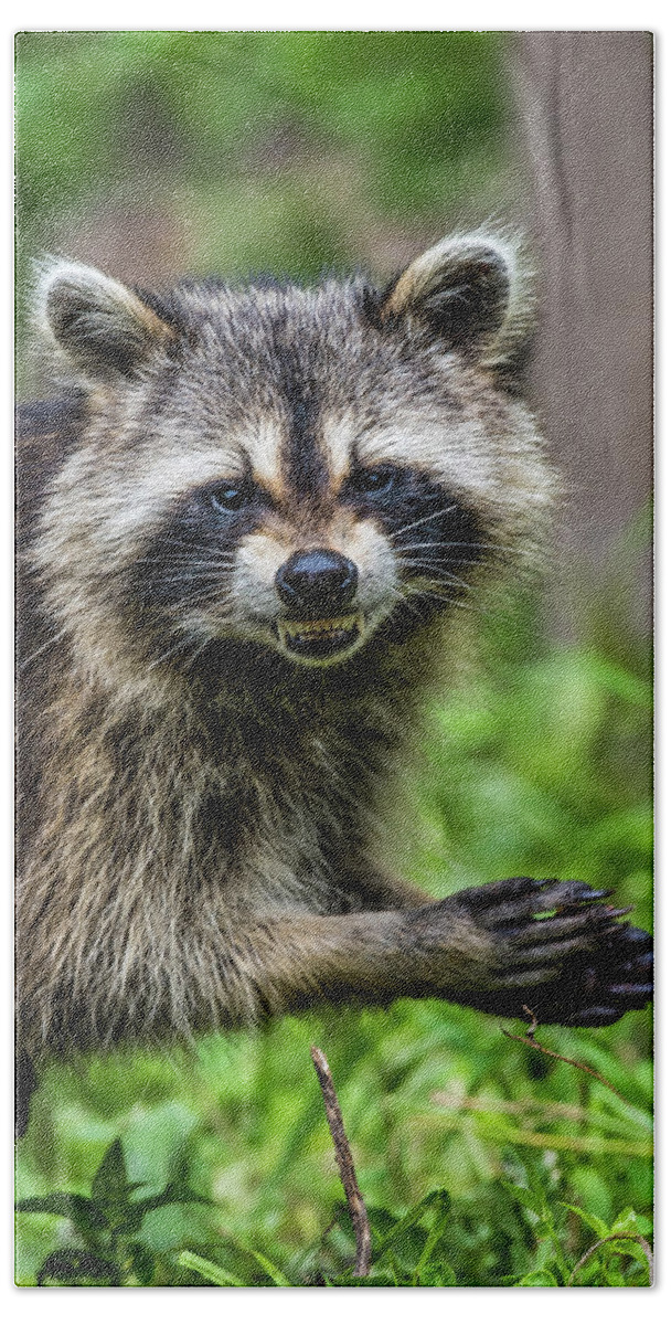 Raccoon Hand Towel featuring the photograph Smiling Raccoon by Paul Freidlund