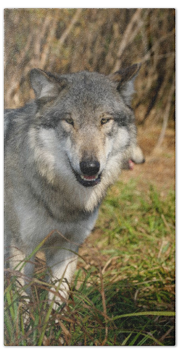 Wolf Wolves Canis Lupus Canine Wildlife Mammals Wild Animal Grey Gray Lupine Bath Towel featuring the photograph Smiling Wolf by Shari Jardina