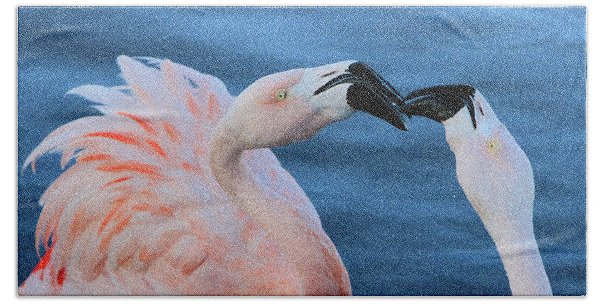 Flamingo Bath Towel featuring the photograph Smooches by Shoal Hollingsworth