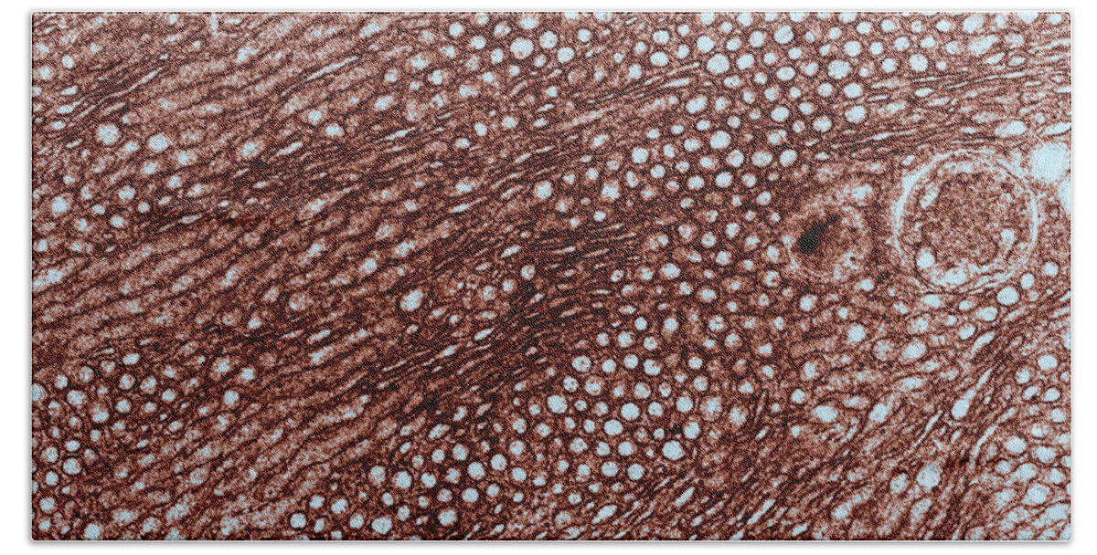 Histology Bath Towel featuring the photograph Smooth Endoplasmic Reticulum, Tem by David M. Phillips
