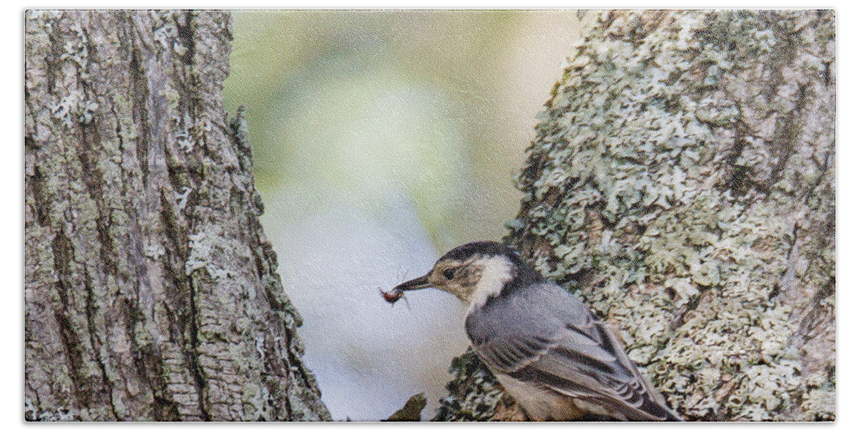 Nuthatch Bath Towel featuring the photograph Snack Time by Darryl Hendricks