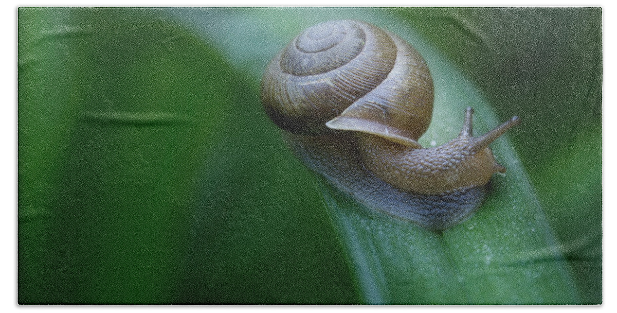 Snail Bath Towel featuring the photograph Snail In The Morning by Mike Eingle