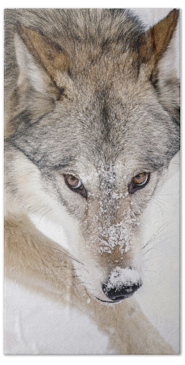 Wolves Bath Towel featuring the photograph Sneaky Wolf by Athena Mckinzie