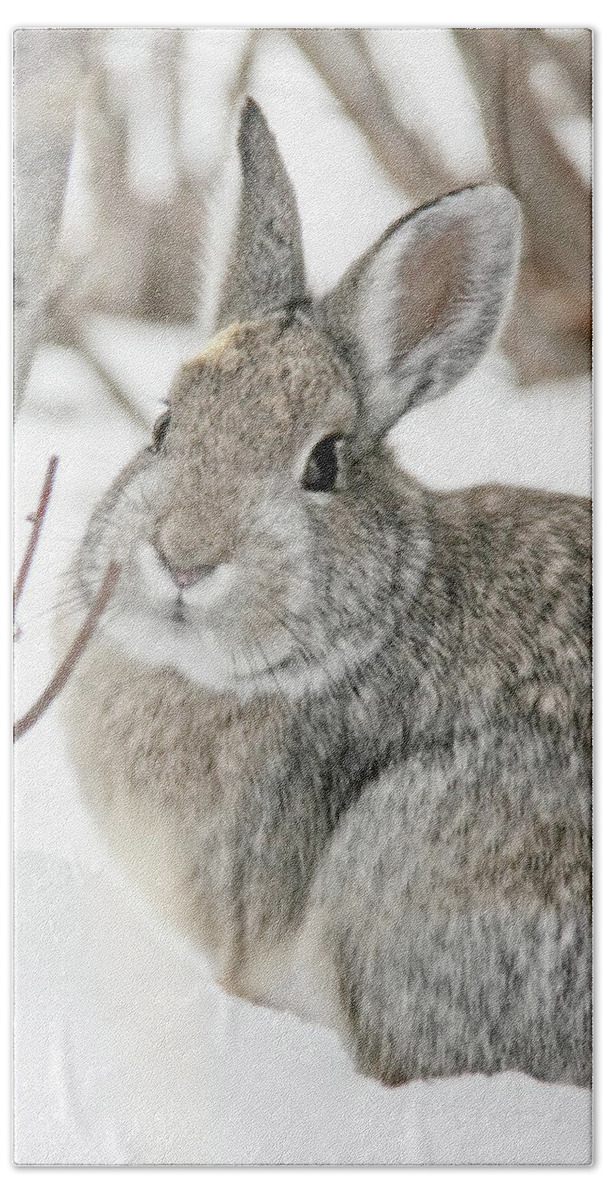 Cottontail Bath Towel featuring the photograph Snow Cottontail Bunny by Jennie Marie Schell