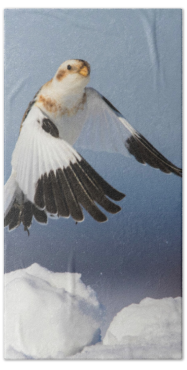 Bunting Bath Towel featuring the photograph Snow Bunting in Winter by Mircea Costina Photography