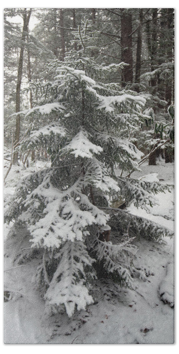 Tree Bath Towel featuring the photograph Snow Covered Evergreen by Jack Nevitt