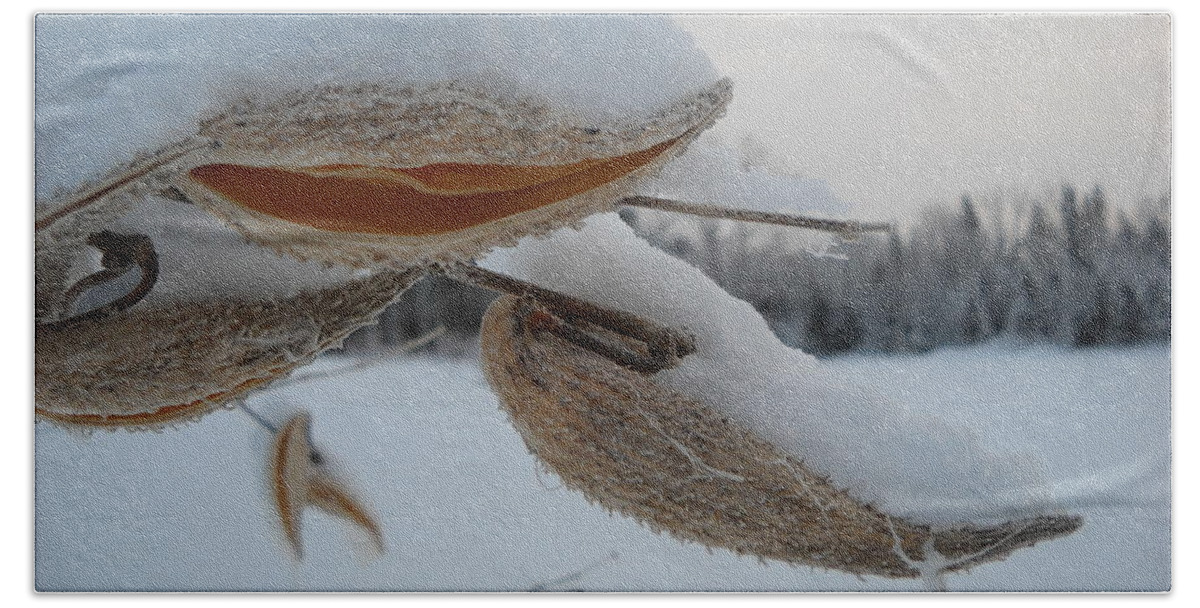 Snow Bath Towel featuring the photograph Snow Covered Milkweed Pods by Kent Lorentzen