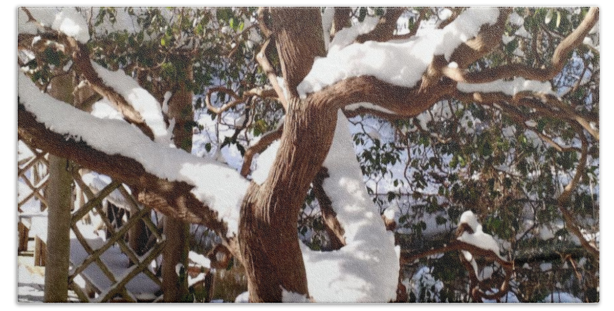 Snow Bath Towel featuring the photograph Snow covered Rhododendron by Anita Adams