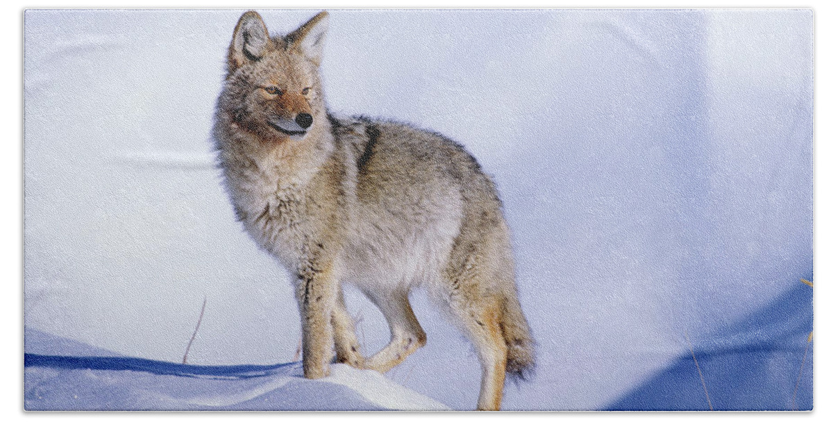 Nature Bath Towel featuring the photograph Snow Coyote Pose by Mark Miller