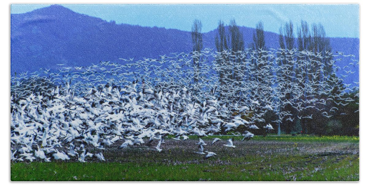 Snow Geese Bath Towel featuring the photograph Snow Geese - Skagit Valley by Hisao Mogi