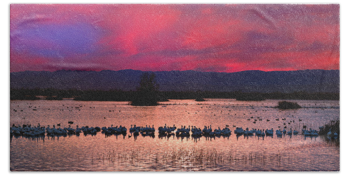 Snow Goose Bath Towel featuring the photograph Snow Geese Sunset by Kathleen Bishop