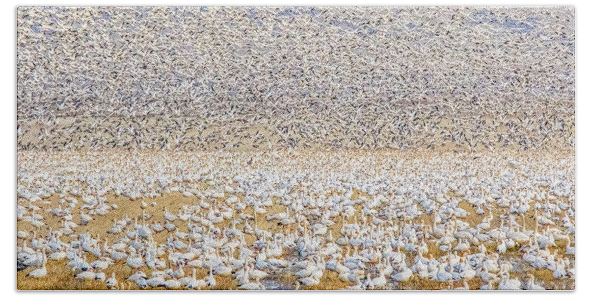 Oregon Bath Towel featuring the photograph Snow Geese Take Off 1 by Marc Crumpler