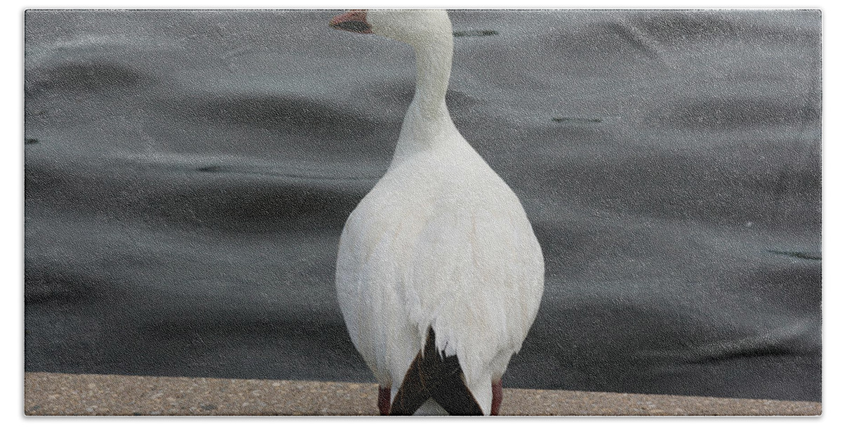 Geese Birds Snow Goose Water Foul White Wild Animal Water Lake Pond Nature Wildlife Hand Towel featuring the photograph Snow Goose by Andrea Lawrence