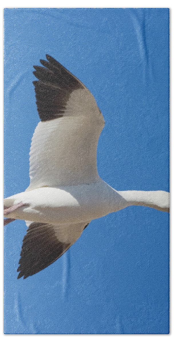 Wild Bath Towel featuring the photograph Snow Goose Wings by Mark Miller