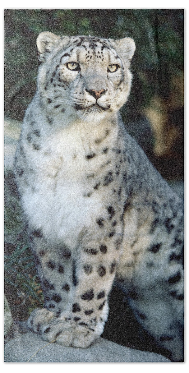 Mp Bath Towel featuring the photograph Snow Leopard Uncia Uncia Portrait by Gerry Ellis