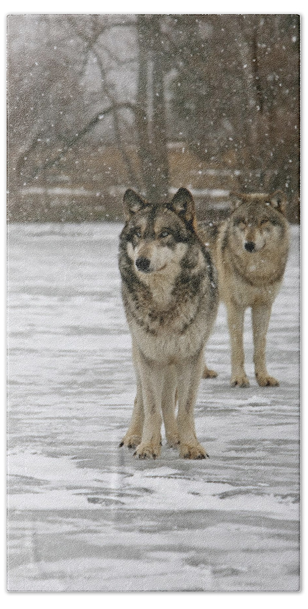 Wolf Wolves Pair Grey Timberwolf Canis Lupis Animal Wildlife Photography Photograph Snow Bath Towel featuring the photograph Snow Mates by Shari Jardina