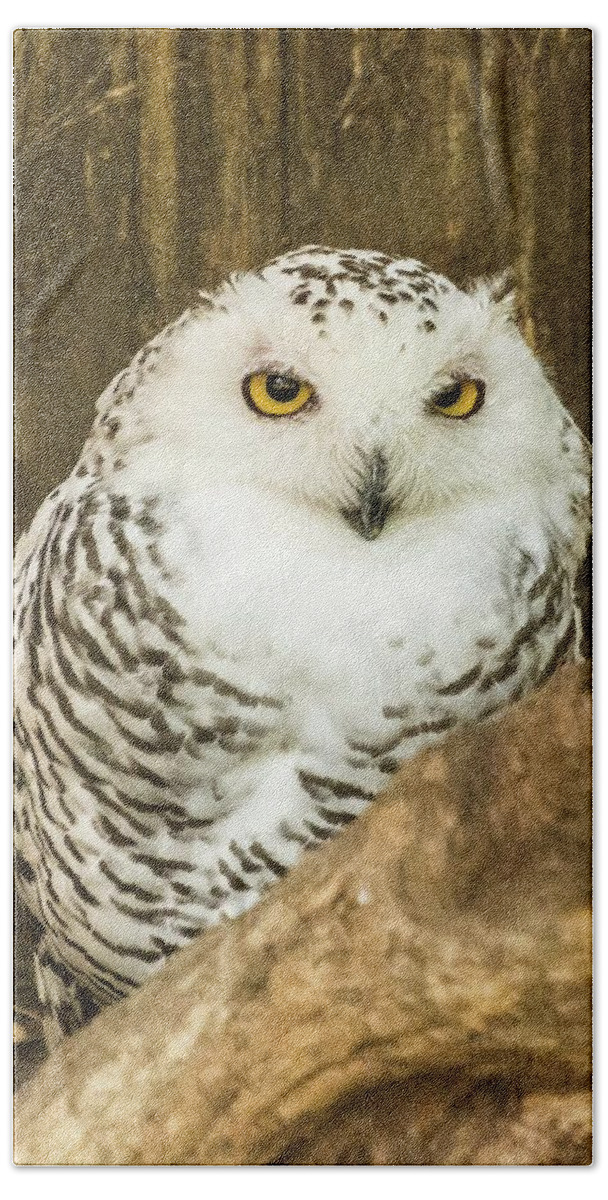 Zoo Bath Towel featuring the photograph Snow Owl by John Benedict