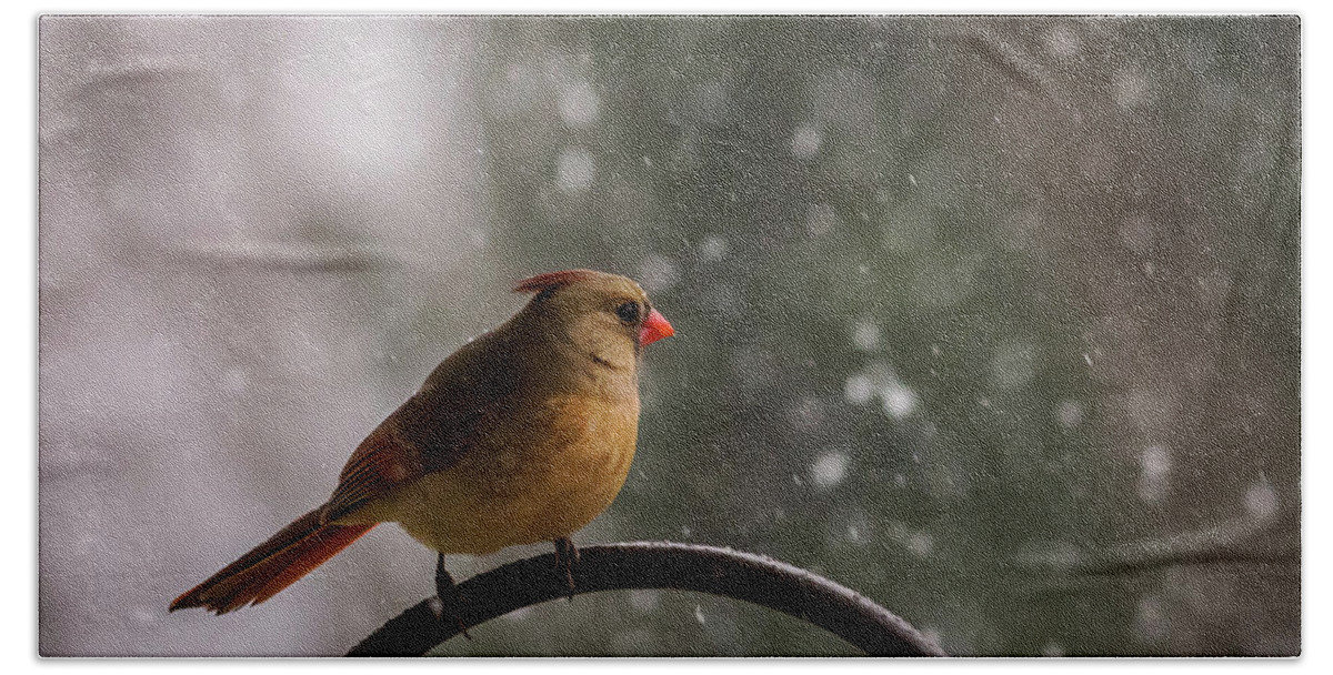 Terry D Photography Bath Towel featuring the photograph Snow Showers Female Northern Cardinal by Terry DeLuco