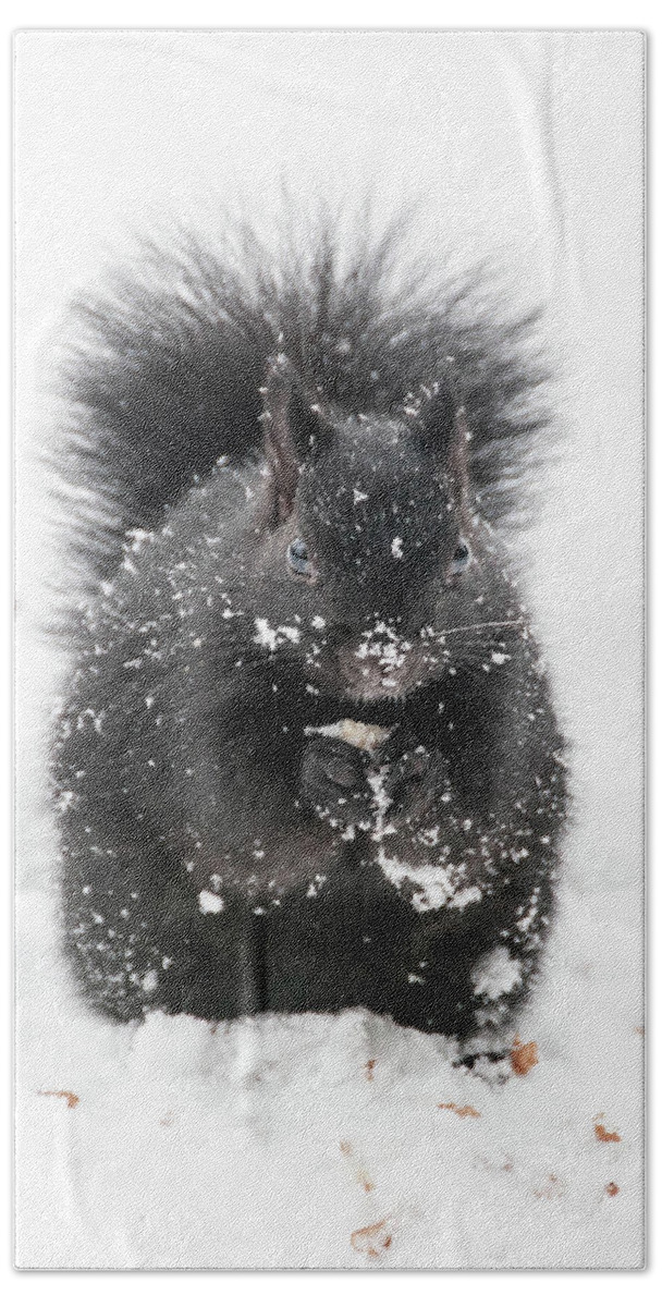 Squirrel Hand Towel featuring the photograph Snow Squirrel by Geraldine Alexander