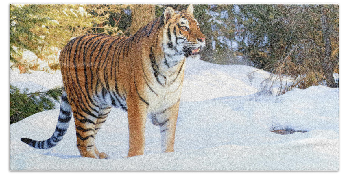 Tiger Hand Towel featuring the photograph Snow Tiger by Steve McKinzie