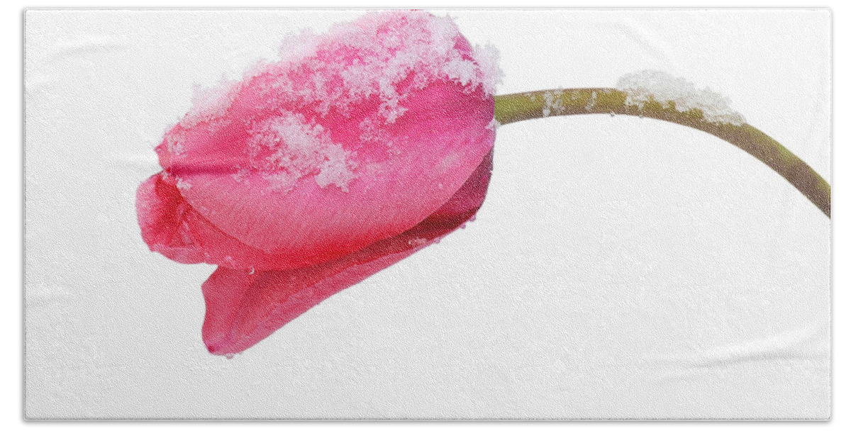 Tulip Hand Towel featuring the photograph Snow Tulip by Joe Bonita