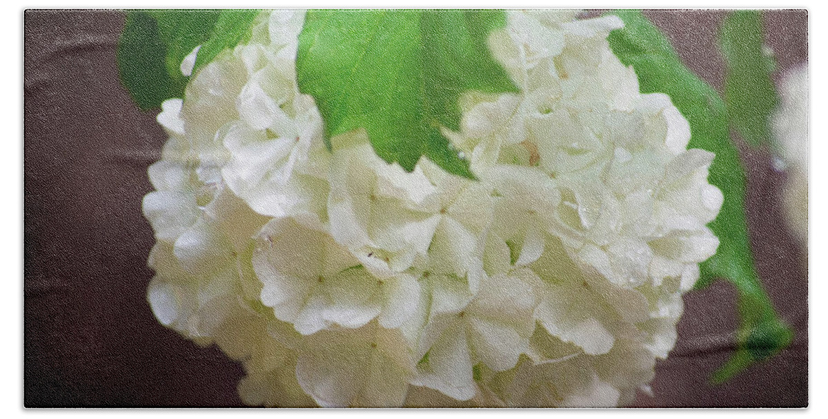 Wet Hand Towel featuring the photograph Snowball Bloom by Steph Gabler