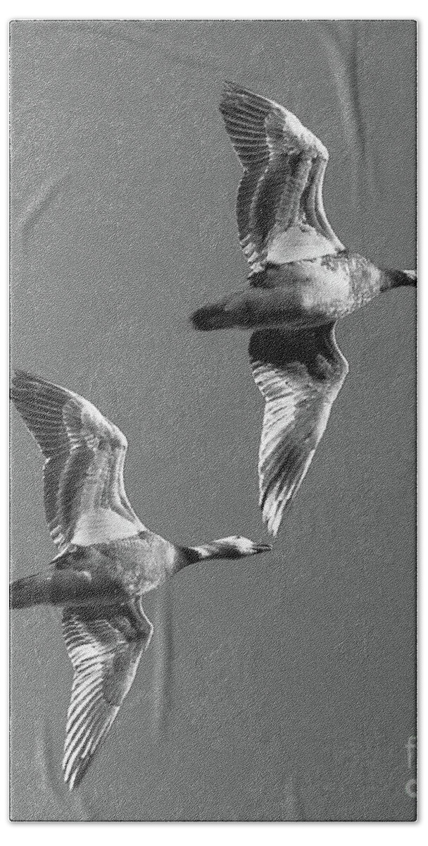 Geese Bath Towel featuring the photograph Snowgeese pair by Barry Bohn