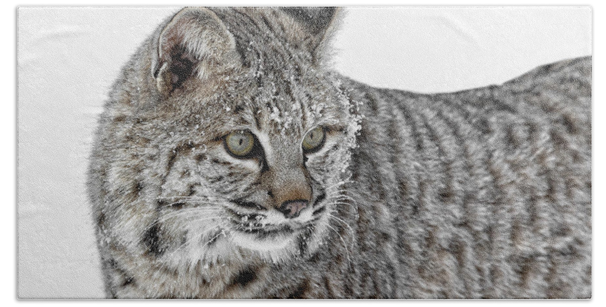 Snowy Bobcat Hand Towel featuring the photograph Snowy Bobcat by Wes and Dotty Weber