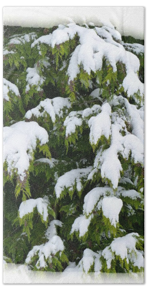 Snowy Cedar Boughs Hand Towel featuring the photograph Snowy Cedar Boughs by Will Borden
