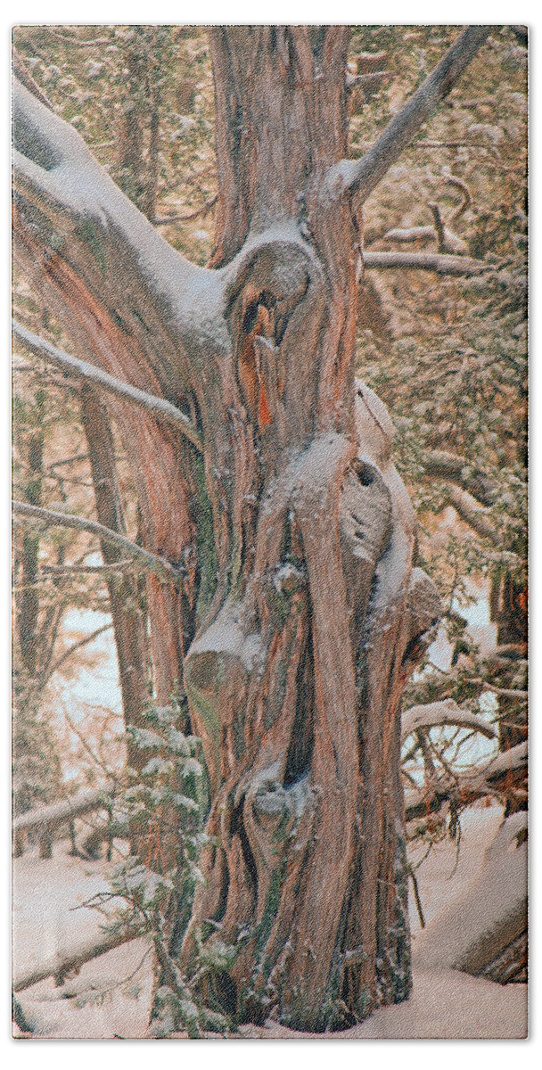 Fine Art Hand Towel featuring the photograph Snowy Dead Tree by Donna Greene