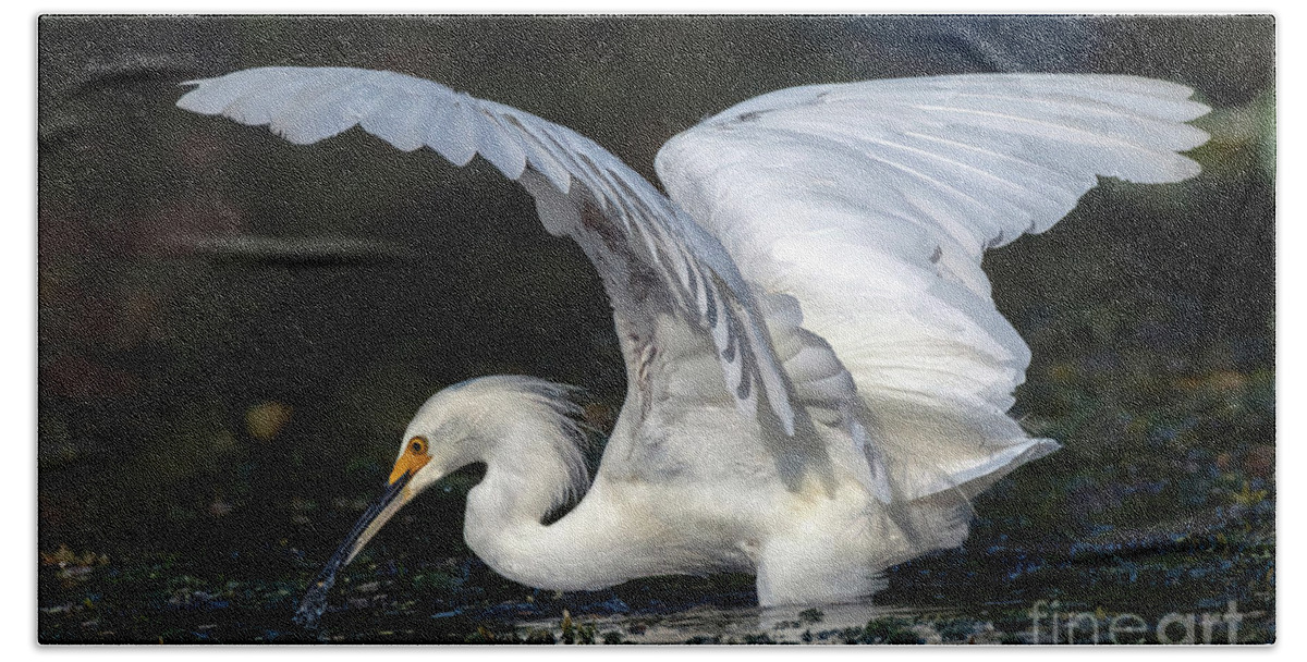Birds Bath Towel featuring the photograph Snowy Egret Fishing by DB Hayes